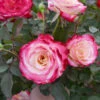 White Lies™ Rose -Garden Plant Shop White Lies Rose BB 600x600 00952105 ac97 4ceb b4aa ee01e1b0d7f9