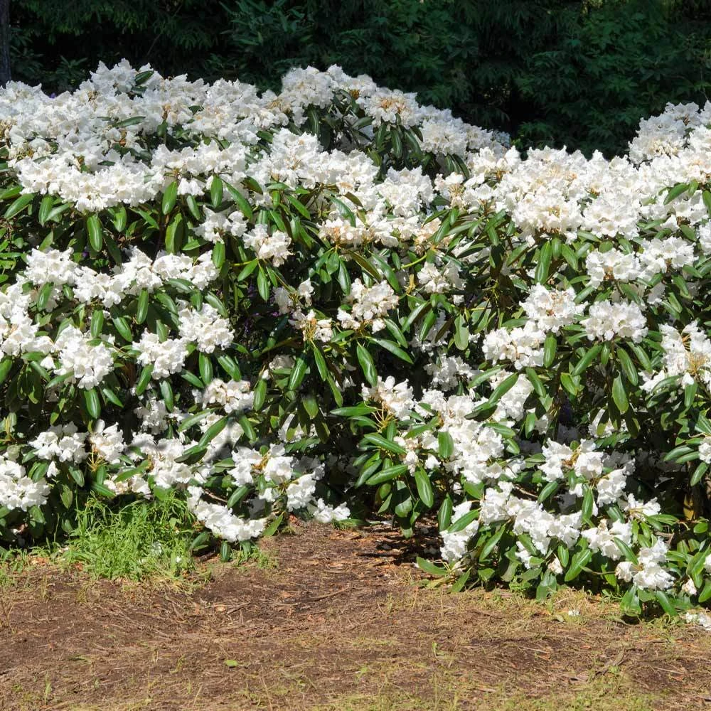 White Rhododendron Shrub 4 White Rhododendron Shrub - Image 2