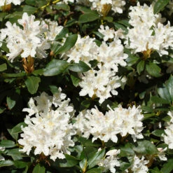 White Rhododendron Shrub 7 White Rhododendron Shrub -Garden Plant Shop White Rhododendron 2 FGT