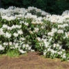 White Rhododendron Shrub