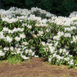 White Rhododendron Shrub