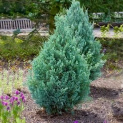 Wichita Blue Juniper Tree -Garden Plant Shop Wichita Blue Juniper 4
