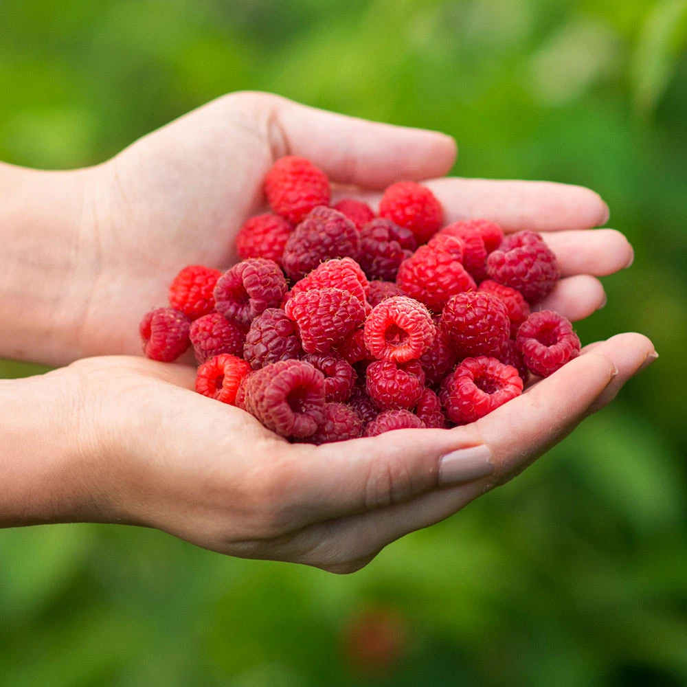 Willamette Red Raspberry Bush 5 Willamette Red Raspberry Bush - Image 3