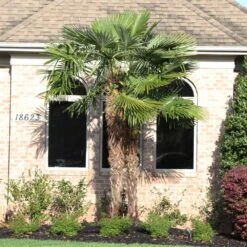 Windmill Palm Tree -Garden Plant Shop Windmill Palm 12