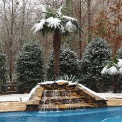 Windmill Palm Tree -Garden Plant Shop Windmill Palm 4 BB