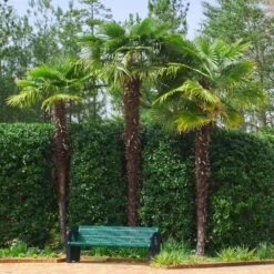 Windmill Palm Tree -Garden Plant Shop Windmill Palm 9