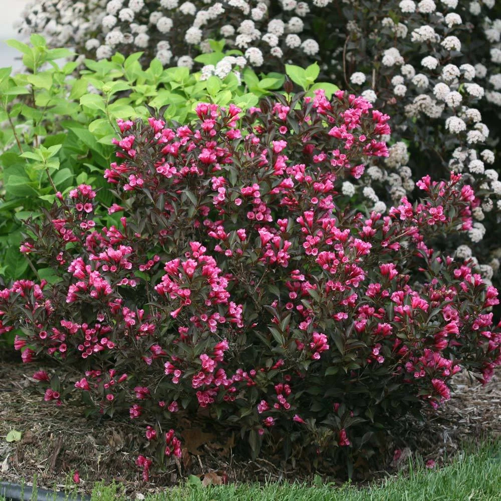 Wine & Roses® Weigela Shrub 4 Wine & Roses® Weigela Shrub - Image 2