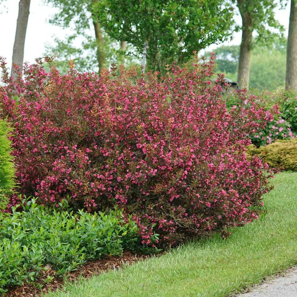 Wine & Roses® Weigela Shrub 5 Wine & Roses® Weigela Shrub - Image 3