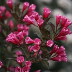 Wine & Roses® Weigela Shrub 10 Wine & Roses® Weigela Shrub -Garden Plant Shop Wine and Roses Weigela 3 FGT