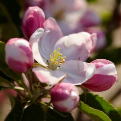 Winesap Apple Tree -Garden Plant Shop Winesap Apples 3