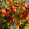 Winesap Apple Tree -Garden Plant Shop Winesap Apples BB 600x600 63808b7d 3456 4831 b8d3 d7dabac6dd59
