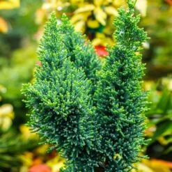 Wissel's Saguaro Cypress Tree -Garden Plant Shop Wissels Saguaro cypress 2