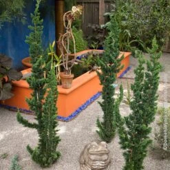 Wissel's Saguaro Cypress Tree -Garden Plant Shop Wissels Saguaro cypress 4