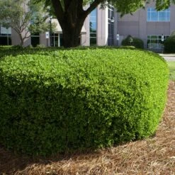 Dwarf Yaupon Holly Shrub -Garden Plant Shop Yaupon 11