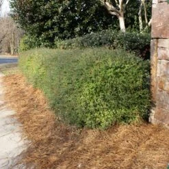 Dwarf Yaupon Holly Shrub -Garden Plant Shop Yaupon 3 BB