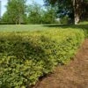 Dwarf Yaupon Holly Shrub -Garden Plant Shop Yaupon BB 600x600 926c3e70 8569 43ec 960f 1f04f1729eba