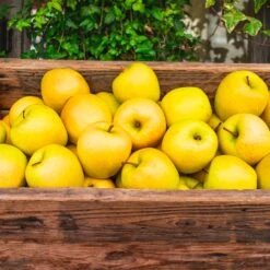 Golden Delicious Apple Tree -Garden Plant Shop Yellow Delicious Apples 3 BB