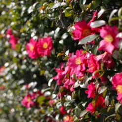 Yuletide Camellia Shrub -Garden Plant Shop Yuletide Camellia 2 BB