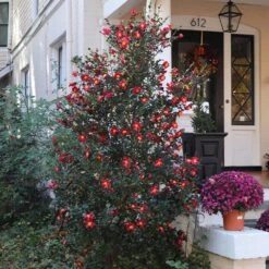 Yuletide Camellia Shrub -Garden Plant Shop Yuletide Camellia 4 BB