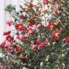 Yuletide Camellia Shrub 2 Yuletide Camellia Shrub -Garden Plant Shop Yuletide Camellia BB 600x600 231cc889 d3eb 4c92 b351 726aedbaeb14