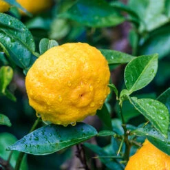 Yuzu Tree -Garden Plant Shop Yuzu Citrus 6