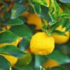 Yuzu Tree -Garden Plant Shop Yuzu Citrus BB 600x600 7772497d 6d0d 427d 9803 494a5c769c72