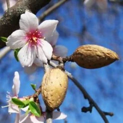 NE Plus Almond Tree -Garden Plant Shop almond neplus3 400 01