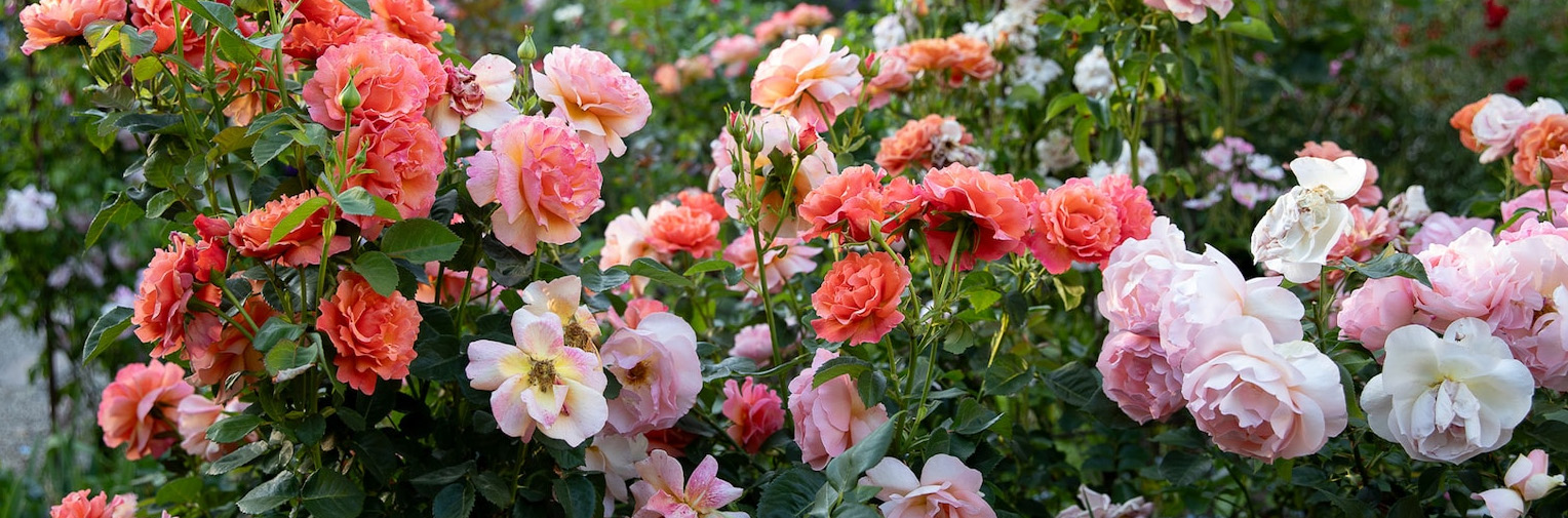 Garden Plant Shop -Garden Plant Shop fhfgh