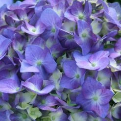 Let's Dance® Blue Jangles Hydrangea Shrub -Garden Plant Shop hydrangea lets dance blue jangles 3