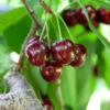 Lapins Cherry Tree -Garden Plant Shop lapins cherry tree bb 600x600 4b062b9b 83c6 401e 8521 16c0e79aa232