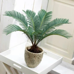 Sago Palm Tree -Garden Plant Shop sago palm 1 BB