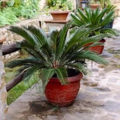 Sago Palm Tree -Garden Plant Shop sago palm 2 BB