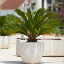 Sago Palm Tree -Garden Plant Shop sago palm 3 BB