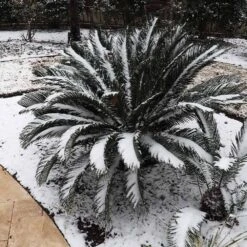 Sago Palm Tree -Garden Plant Shop sago palm 8 BB