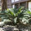 Sago Palm Tree