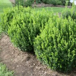 Sprinter® Boxwood Shrub -Garden Plant Shop sprinter boxwood 1 BB
