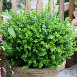 Sprinter® Boxwood Shrub -Garden Plant Shop sprinter boxwood 3