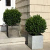 Sprinter® Boxwood Shrub 2 Sprinter® Boxwood Shrub -Garden Plant Shop sprinter boxwood BB 600x600 b24a5902 adf3 4666 bd8c 950534f9e3e2