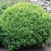 Winter Gem Boxwood Shrub -Garden Plant Shop winter gem 220