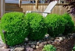 Winter Gem Boxwood Shrub 7 Winter Gem Boxwood Shrub -Garden Plant Shop wintergem1 400 01